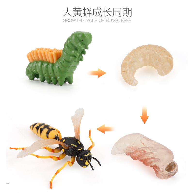 Life Cycle Board Montessori Kit Biology Science Education Toys For Kids Sensory Tray Animal Figure Life Cycle Sorting Wooden Toy