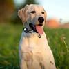 For Airtag Cat Collar Breakaway Cat ID Tag Quick Release Tracker Cat Collars for Airtag Holder Cat Collar for Puppies and Cats