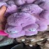 Rex Rabbit Fur Bunny Pendant Ornament Keychain and Luggage Accessory