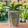 Transparent Plastic Orchid Pot with Drainage Holes and Tray Root Control Pot for Moss Plants Visible Root Growth and Air Circulation 14cm Diameter