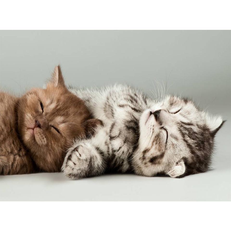 

5D DIY алмазная живопись животное набор для вышивки крестиком полная алмазная вышивка кошка горный хрусталь художественная картина мозаика украшение дома подарок Full Round 20x30CM