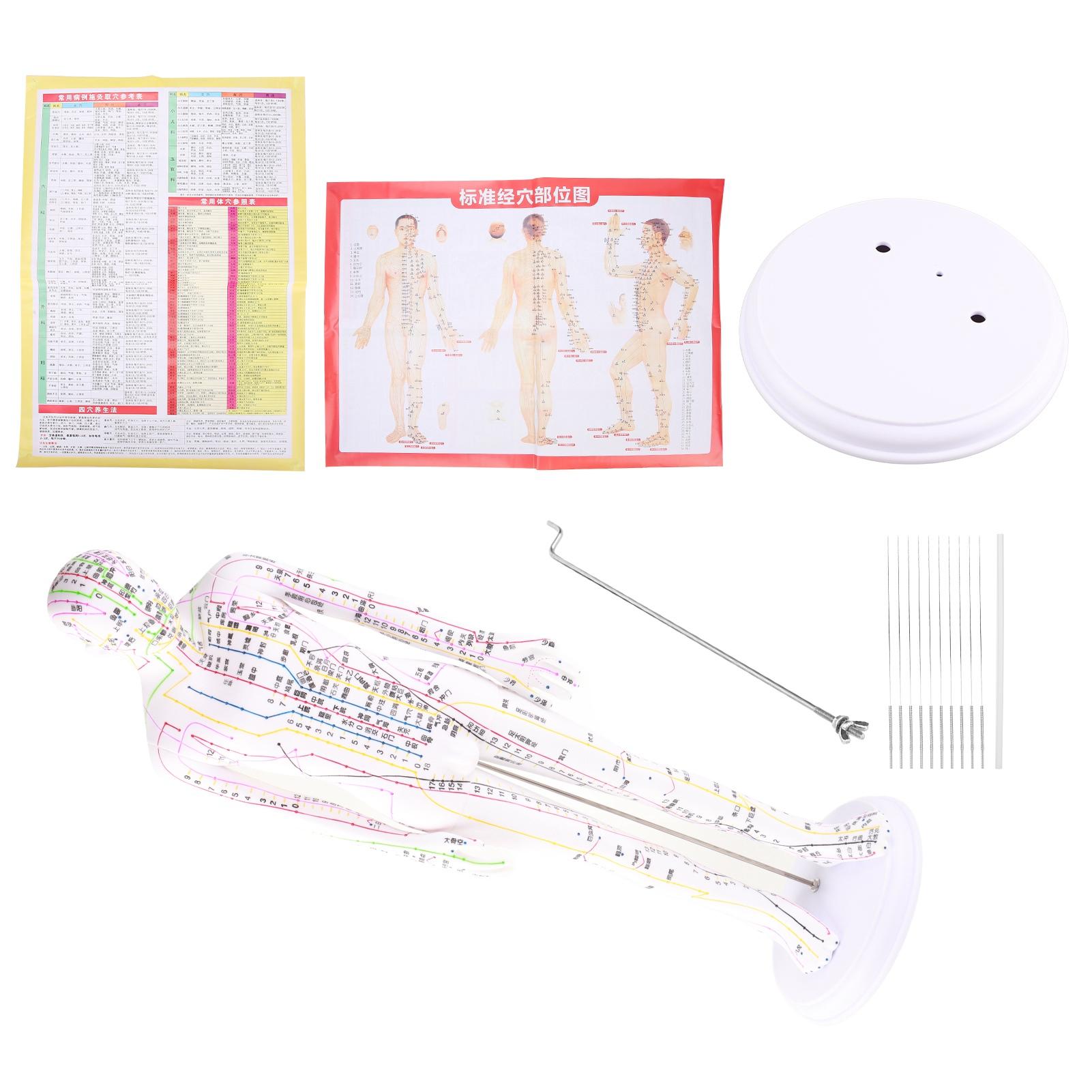 

59cm / 23.2in Acupuncture Body Model Professional Clear Meridians Acupuncture Model