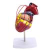 Grande strumento didattico per l'anatomia del cuore umano, 1:1 modello in scala con colori naturali e caratteristiche ecografiche.