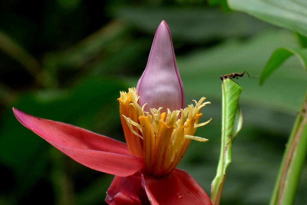 SAFLAX Gift Set - Pink Velvet Banana - 8 Seeds - With Gift Box, Card, Label and Potting Substrate - Musa Velutina