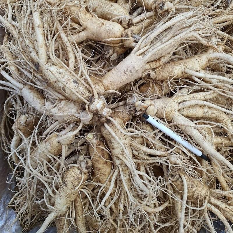 Punggi Ginseng Fresh for Home Use, 600 Grams of Wild Green Onion That Is Weak Even If It Ugly, Washed/non-washed Fresh Ginseng, Red Ironing, 1 Piece