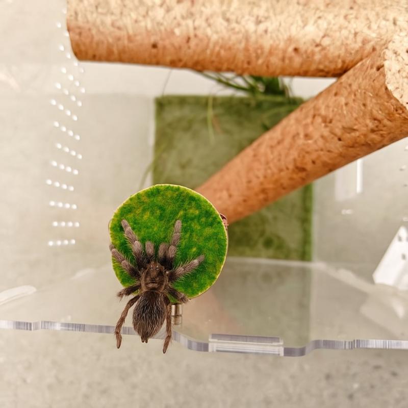 Mini Magnetic Spider Hide Cave Handmade Jumping Spider Enclosure Natural Habitat Decoration for Spider Lovers