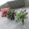 Micro Landscape Ornament Simulation No Watering Realistic Ornaments Flocking Texture Indoor