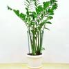 Plant Stand Rustproof Garden Plant Support Climbing Frame Durable Iron Plant Holder for Tomatoes Peonies Balcony Office Yard