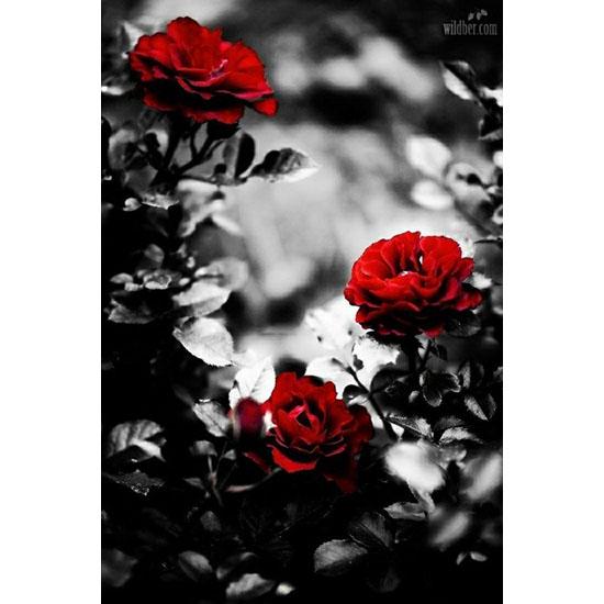 huacan Diamant Mozaic Flori Strasuri Diamant Broderie Diamant Pictură Floral Trandafir