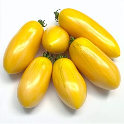 40 semi di pomodoro Banana Legs - SemiSauvage Permaculture
