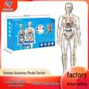 Kids' Educational Science Lab: Human Anatomy Models & Skeletal Structures
