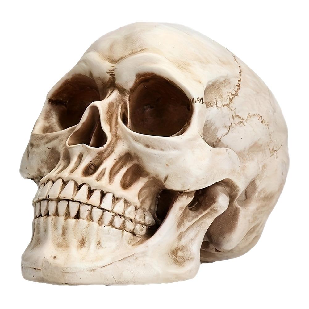 

Halloween Skull Shaped Figurine Resin Horror Skull Statue Life Size for Holiday Party Decor білий