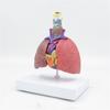 Life Size Lung Anatomy Model, Heart Lung Thyroid Model Anatomy