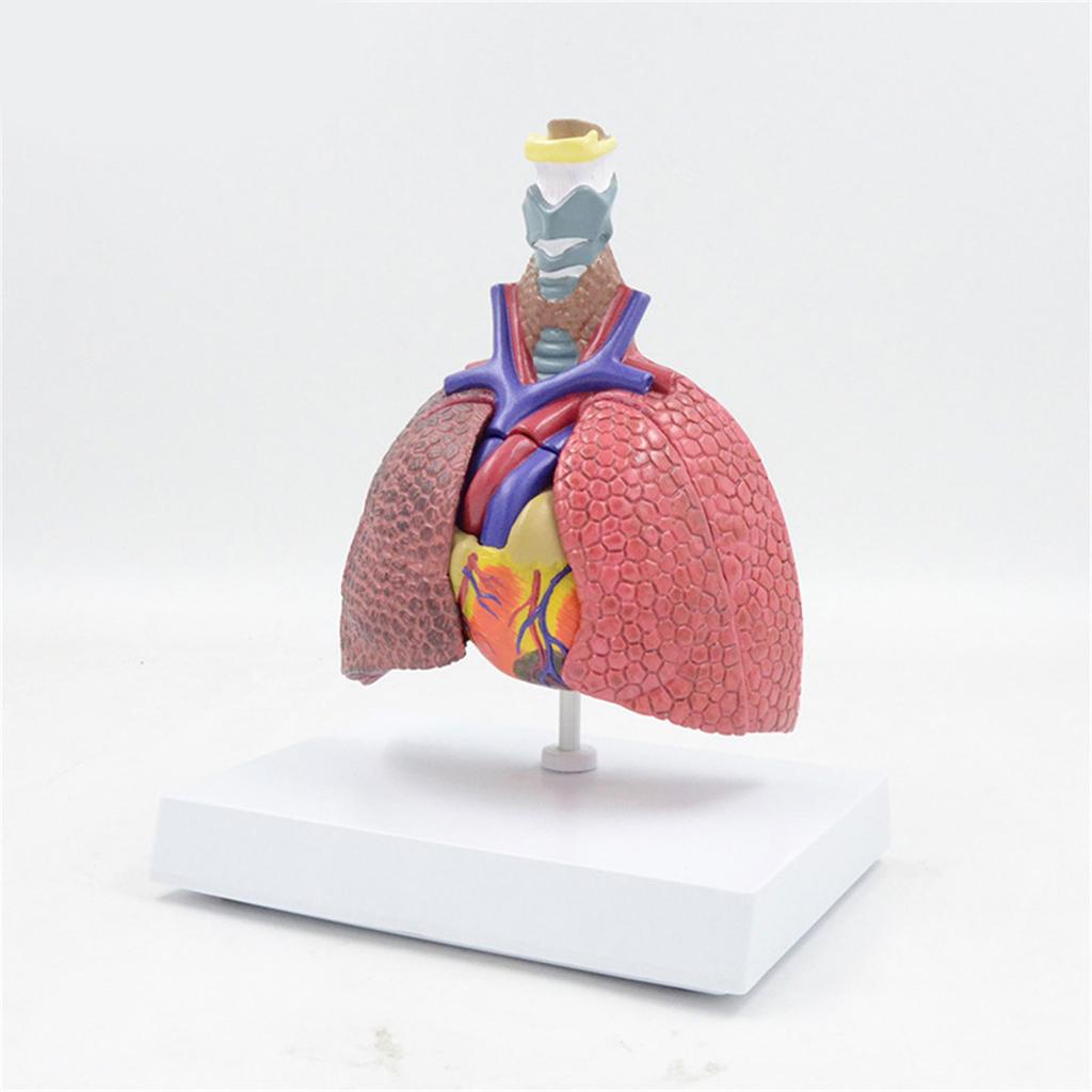 Life Size Lung Anatomy Model, Heart Lung Thyroid Model Anatomy