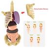 Huang Yem Human Anatomy Model, 3D Organ Model, Human Internal Organs Model with Removable Organs, Anatomical Model Set, Educational Toy for Kids, Chri