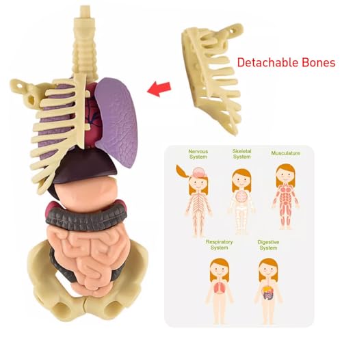 Huang Yem Human Anatomy Model, 3D Organ Model, Human Internal Organs Model with Removable Organs, Anatomical Model Set, Educational Toy for Kids, Chri