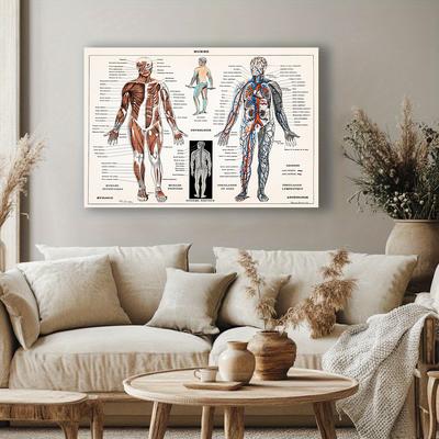 Menneskelig anatomi Kroppsorgan Bein Bilde HD-plakat Lerretsmaleri Veggkunst Medisinsk skole Stue Hjem Dekorasjon Veggmaleri