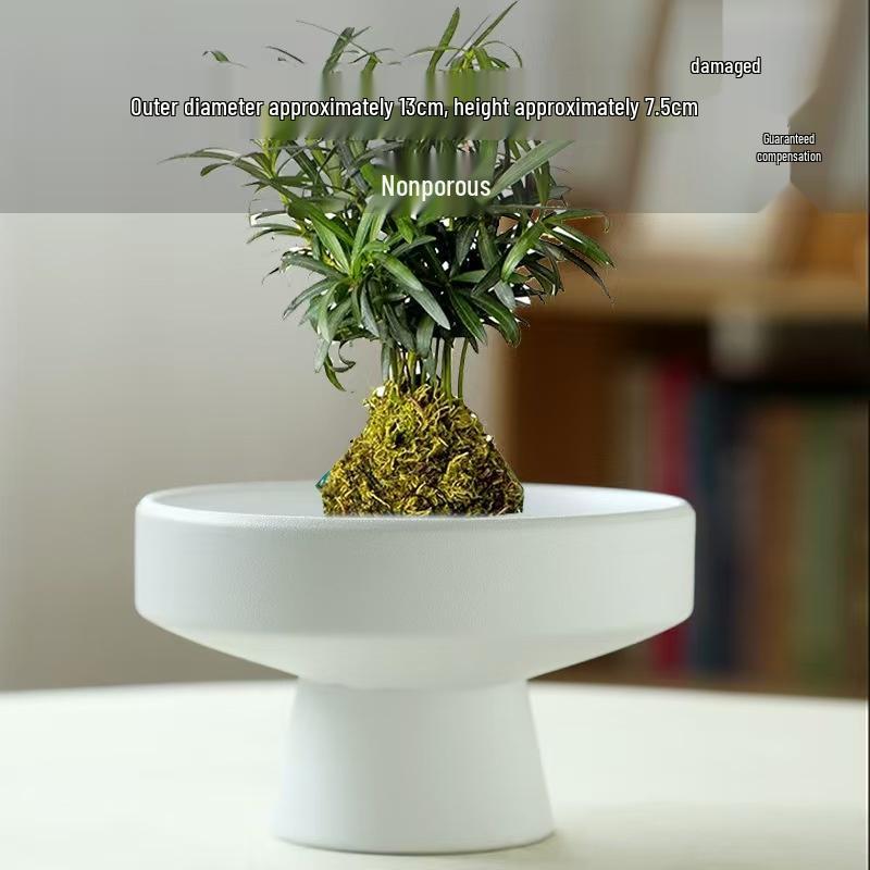Modern Ceramic Tea Snack Plate with Fern Hydroponic Plant Holder
