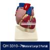 Authentic Human Heart Anatomy Model with Detachable Parts, B-Ultrasound & Color Ultrasound Compatible, 5:1 Scale