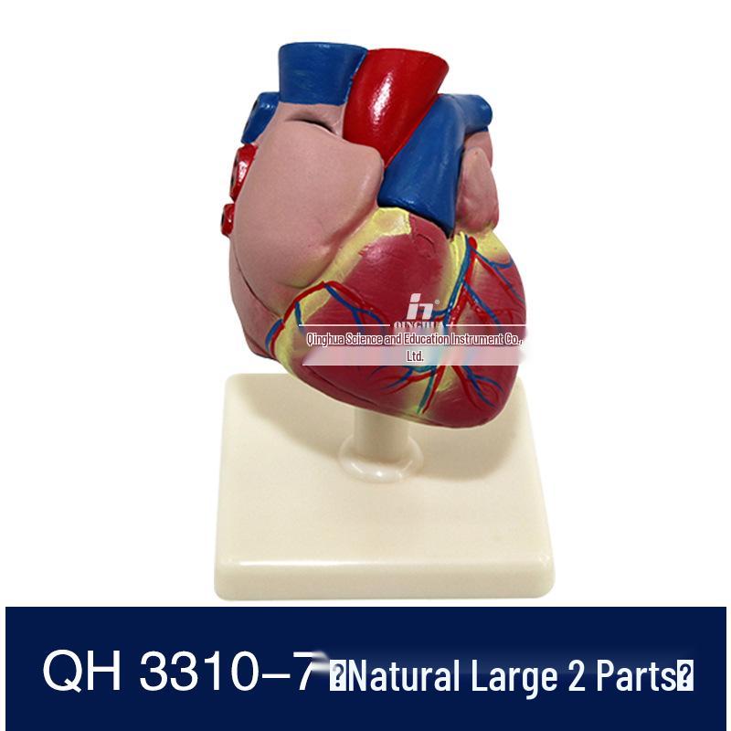 Authentic Human Heart Anatomy Model with Detachable Parts, B-Ultrasound & Color Ultrasound Compatible, 5:1 Scale