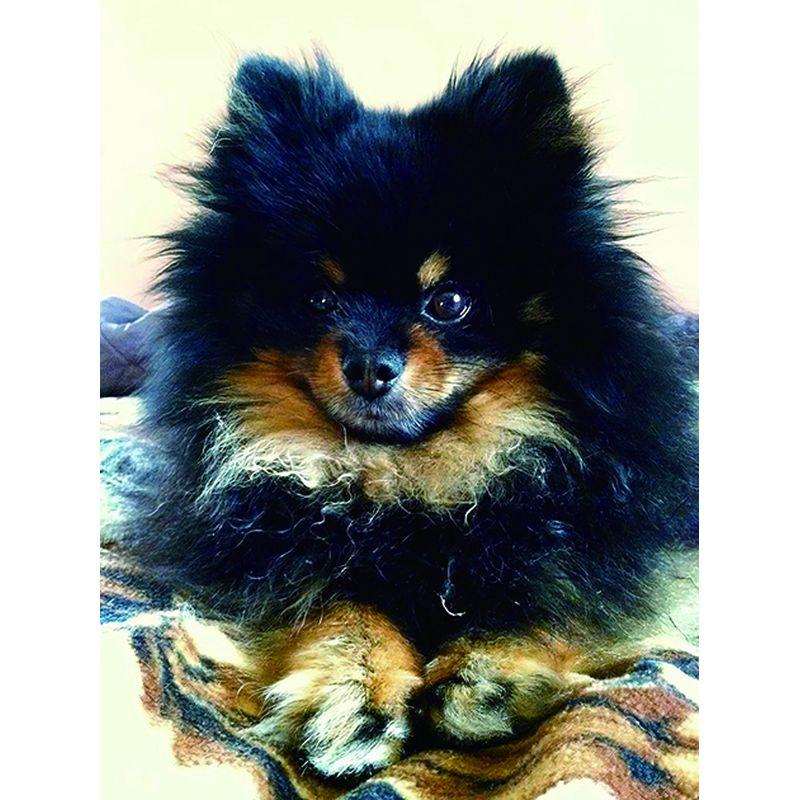 5D Diamond Painting Dog Cross Stitch სრული მრგვალი ბრილიანტის ნაქარგები მოზაიკა ცხოველთა ხელნაკეთი Rhinestone სახლის დეკორი