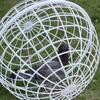 Túneis Ventilados para Frangos para Uso Externo Gaiola Bola Móvel para Frangos Abrigo Redondo Quintais Fazendas