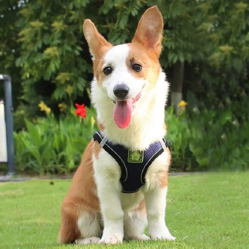 Reflective Pet Harness And Leash Set for Dogs And Cats No Pull Vest Harness with Breathable Mesh Comfort for Small Medium Large