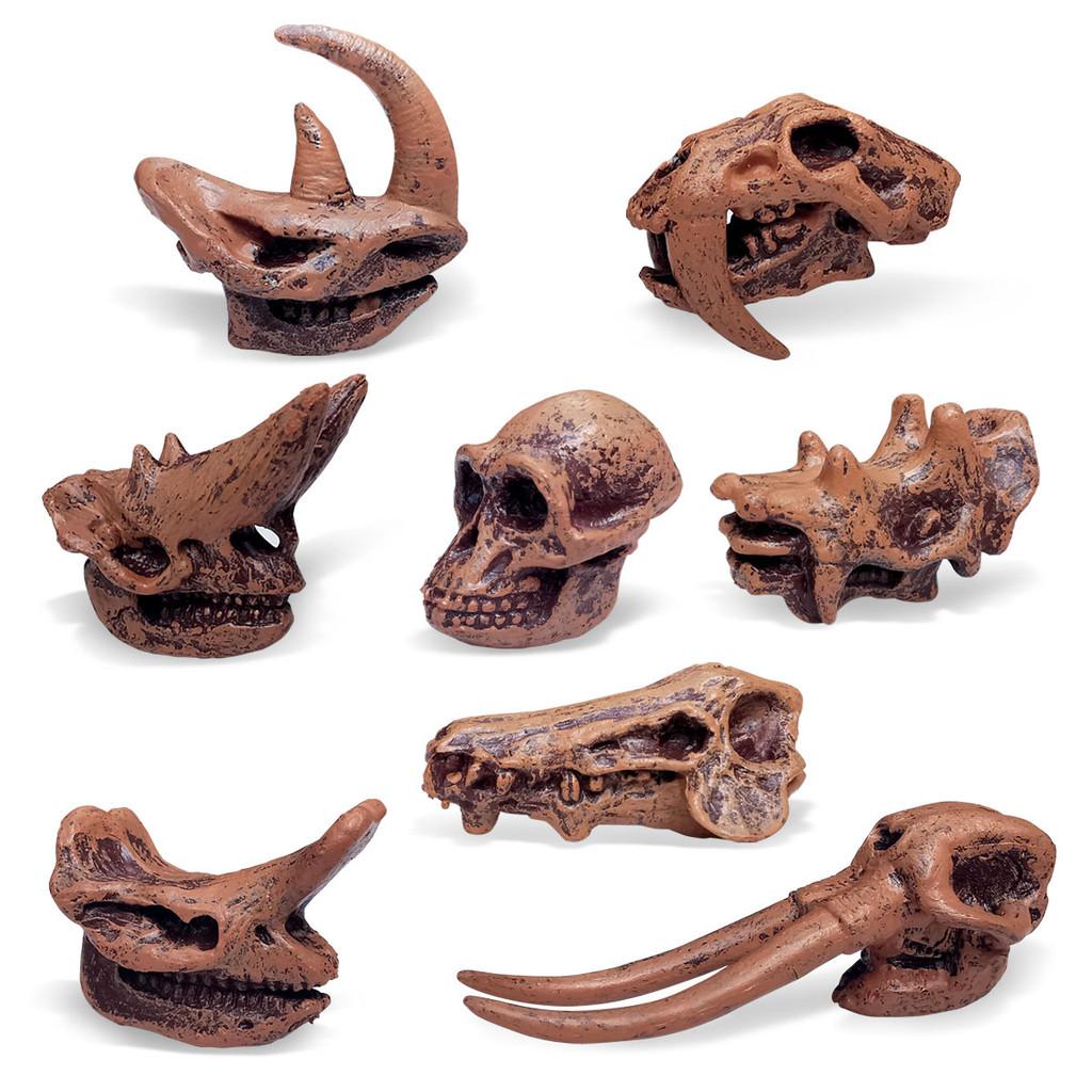 Educational And Interactive Dinosaur Fossil Toys Triceratops And Brachiosaurus Models
