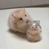 Pet Shaped Hamster Hair Storage Hair Container Pet Hair Memorial Keyring  Backpack