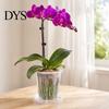 Orchid Planter with Saucer Clear Pot Saucer, Phalaenopsis Drainage Home Decor Plant Holes, Slotted Root Control Flower for Oncidium