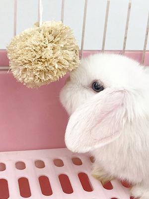 1pc-Rabbit Corn Leaf Ball Rabbit Guinea Pig Totoro Teeth Grinding Toy Snack Corn Leaf Teeth Grinding Ball