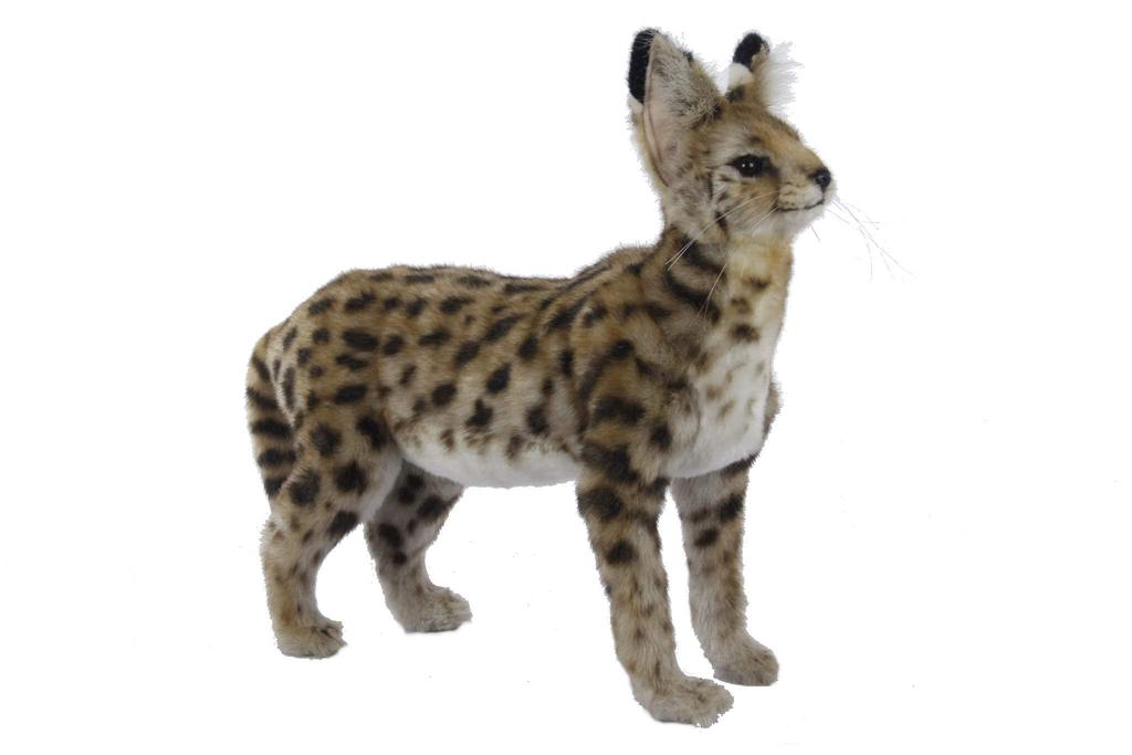 BH7372 HANSA Serval Cat 48