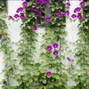 TG71977 NET SUPPORT FOR CLIMBING PLANTS LADDER SUPPORT 1.8x1.8M