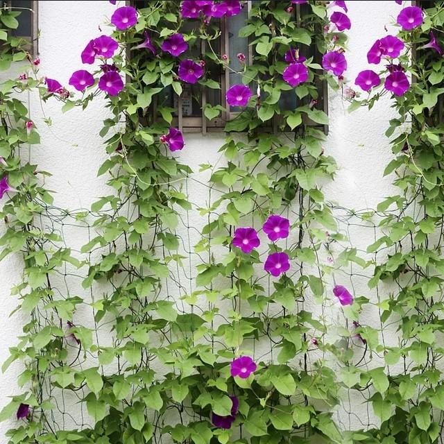 TG71977 NET SUPPORT FOR CLIMBING PLANTS LADDER SUPPORT 1.8x1.8M