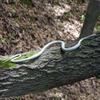 Realistic Simulation Snake S-Shaped Fake Snake Teasing Friends Prank Snake Toy  Cosplay Props