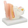 Human Ear Anatomical Model Clear Structure Simulation Inner Ear Model for Education Display