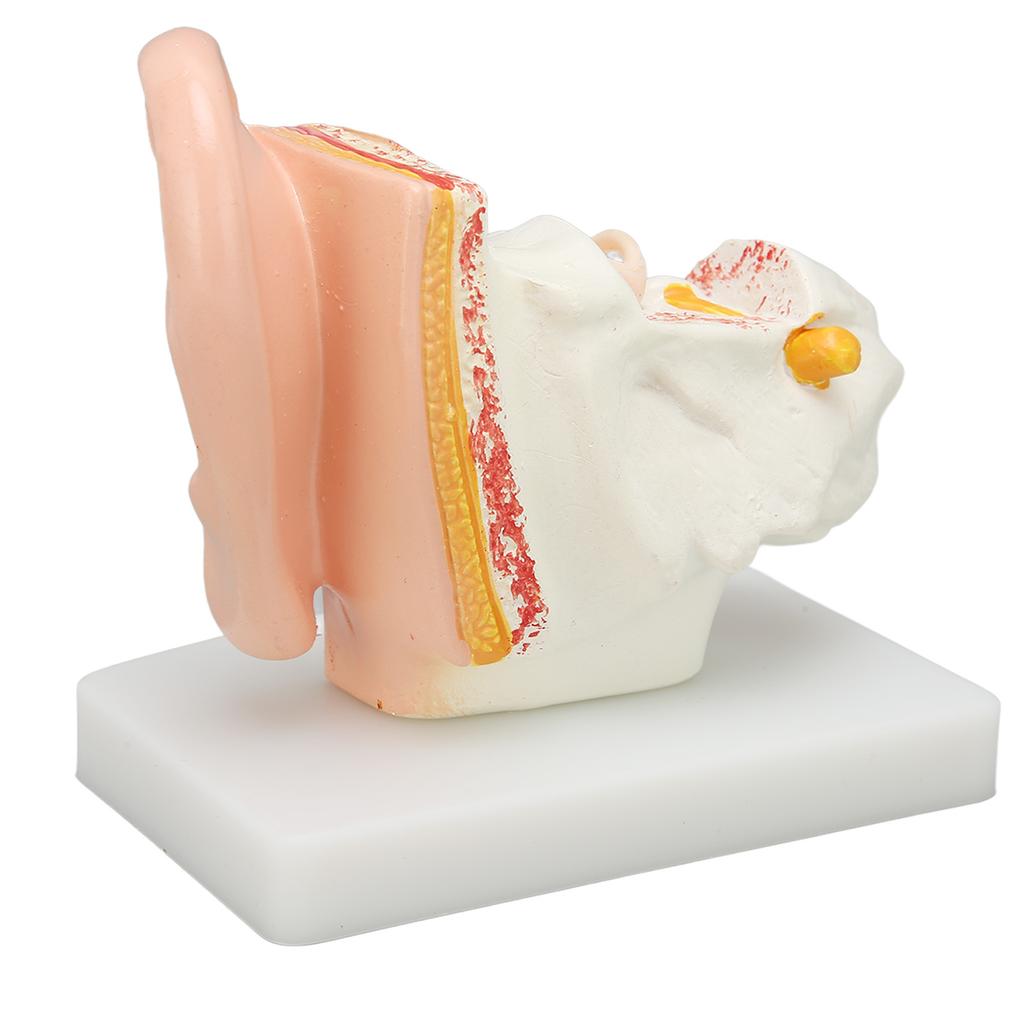 Human Ear Anatomical Model Clear Structure Simulation Inner Ear Model for Education Display