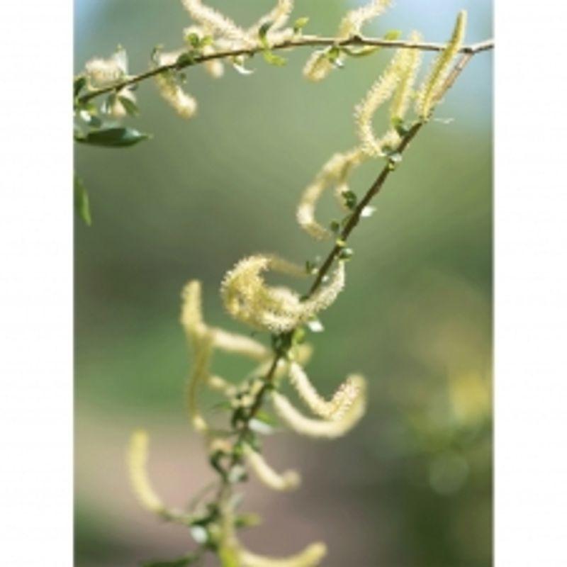 Rausch Willowbark Special Shampoo 200ml