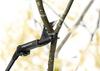 Fiskars Two-Handed Pruner For Branches 50 1 Pc
