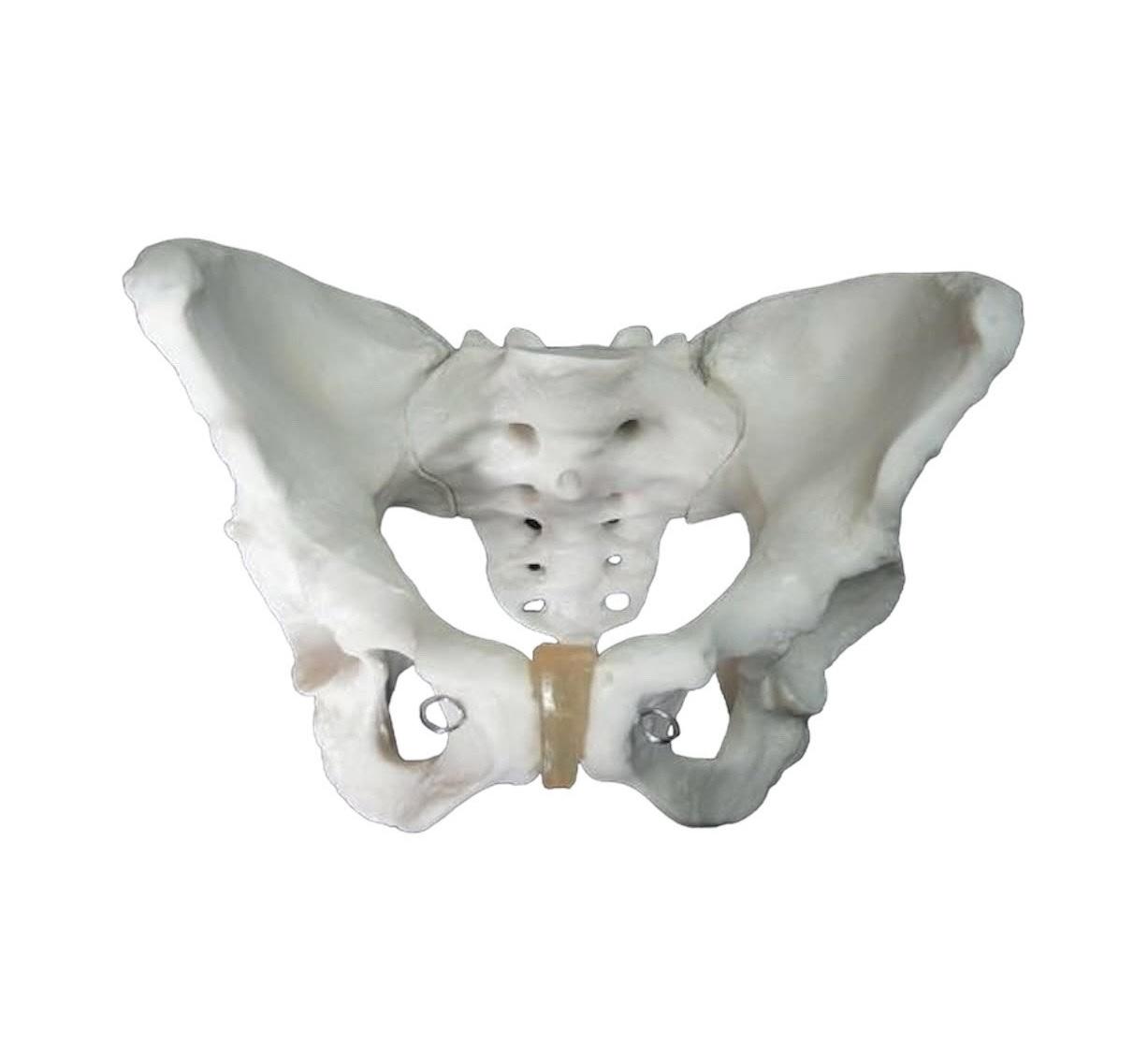 Adult Female Pelvis Model белый