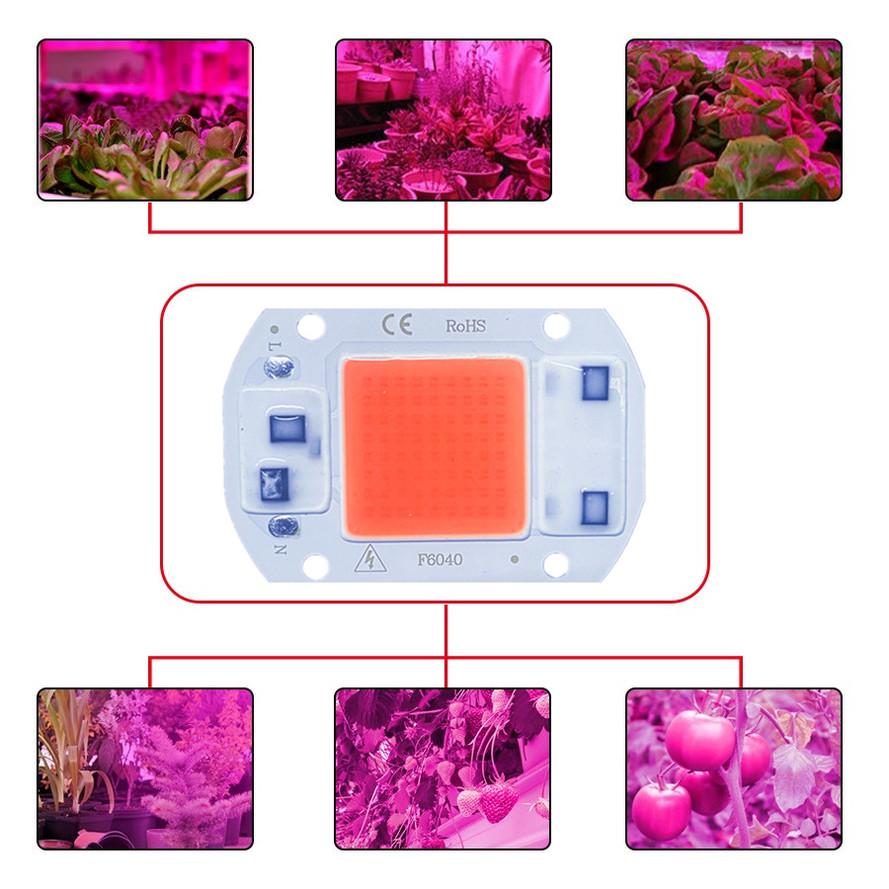 LED Grow COB Chip Phyto Lamp Full Spectrum AC220V/110V 50W 30W 20W For Indoor Plant Seedling Grow and Flower Growth Lighting