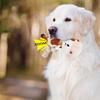 Hundespielzeug zum Kauen für den Zahnwechsel Weiches bequemes Hundespielzeug Plüschkuh Interaktives Hundespielzeug für kleine mittlere große Hunde
