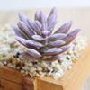 Beautifully Crafted Mini Artificial Succulents For Lifelike Home Office Decor