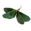Simulation Phalaenopsis Leaves 1pc Auxiliary Touch Decorative Plants Flowers Artificial DIY Real Flower Leaf Material Spring