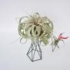 Nordic Style Iron Art Torch Pentagon Stand for Air Plant Accessories and Ornaments
