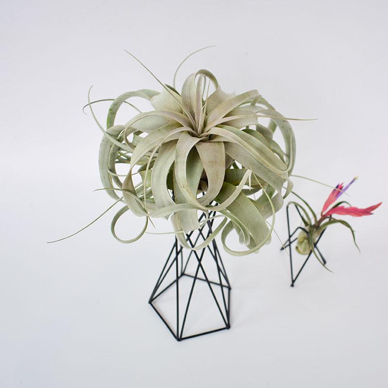 Nordic Style Iron Art Torch Pentagon Stand for Air Plant Accessories and Ornaments