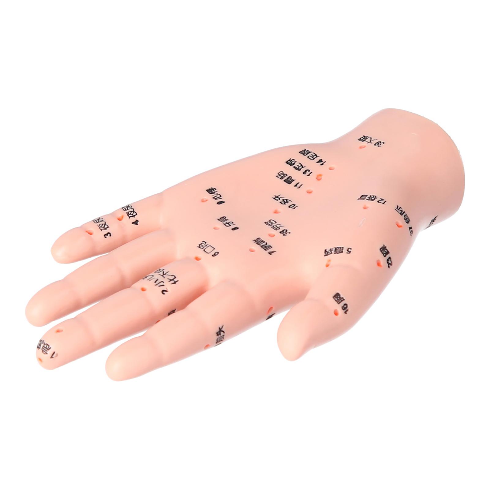 

Acupuncture Hand Model Accurate Acupoint Teaching Hand Model for Hospital School