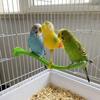 Plastic Swing Perch Toy Spring Wobble Bird Chewing Stand Parrot Play Rack  for Bird Cage Aviary