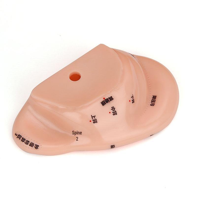 18cm Ear Acupuncture Meridian Model