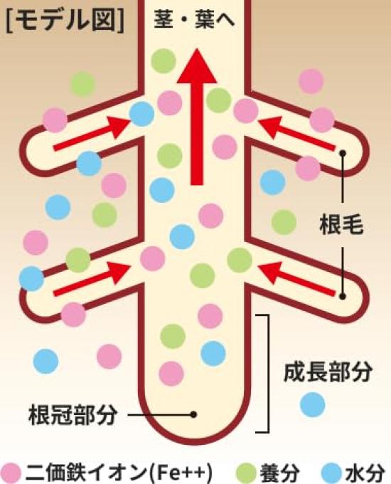 Menedal Plant Promotes Healthy Plant Growth for and 100x Released In 1955 Energizer, Nutrient, 500ml, Flowers, Vegetables, Trees, Dilution,
